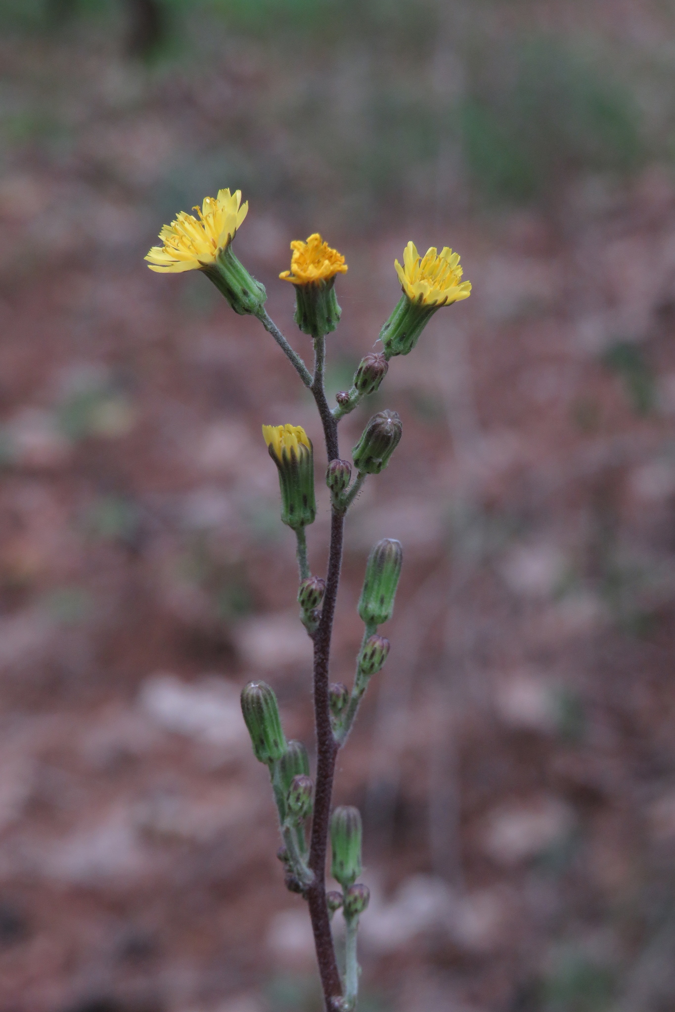 Hieracium longipilum