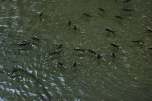 Common water strider