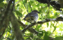 Scenopoeetes dentirostris