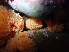 Aplidium benhami