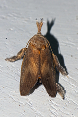 Hyphorma
