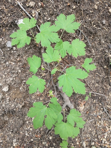 Image of Ribes erythrocarpum by no rights reserved