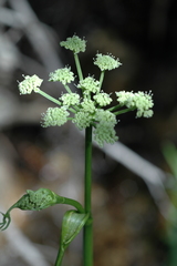 Angelica kingii