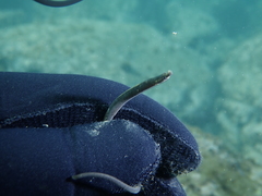 Nerophis lumbriciformis