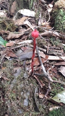 Monotropa coccinea
