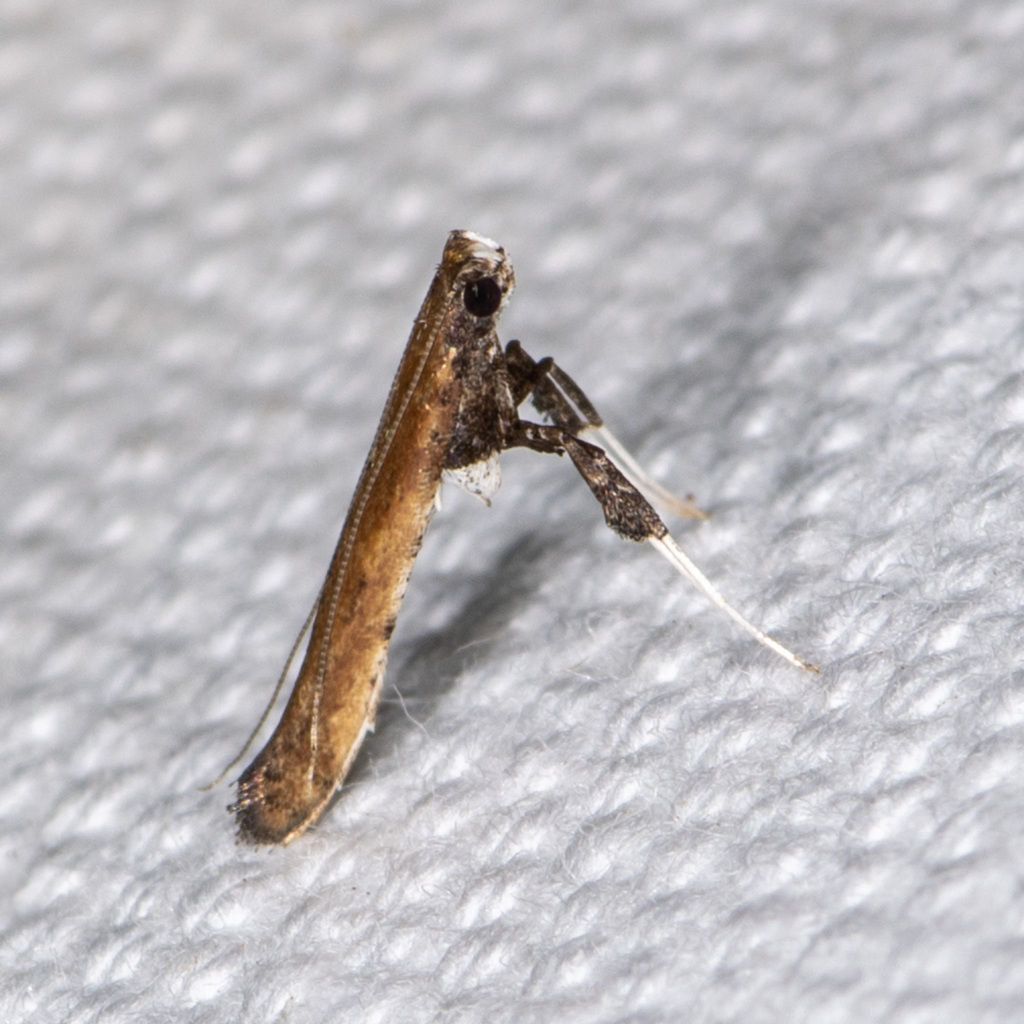 Sumac Leaf Blotch Miner Moth from Allen Acres, Vernon Parish, LA, USA