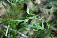Angelica kingii