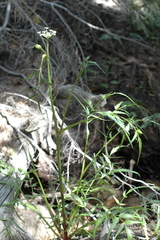 Angelica kingii