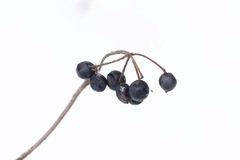 Viburnum acerifolium