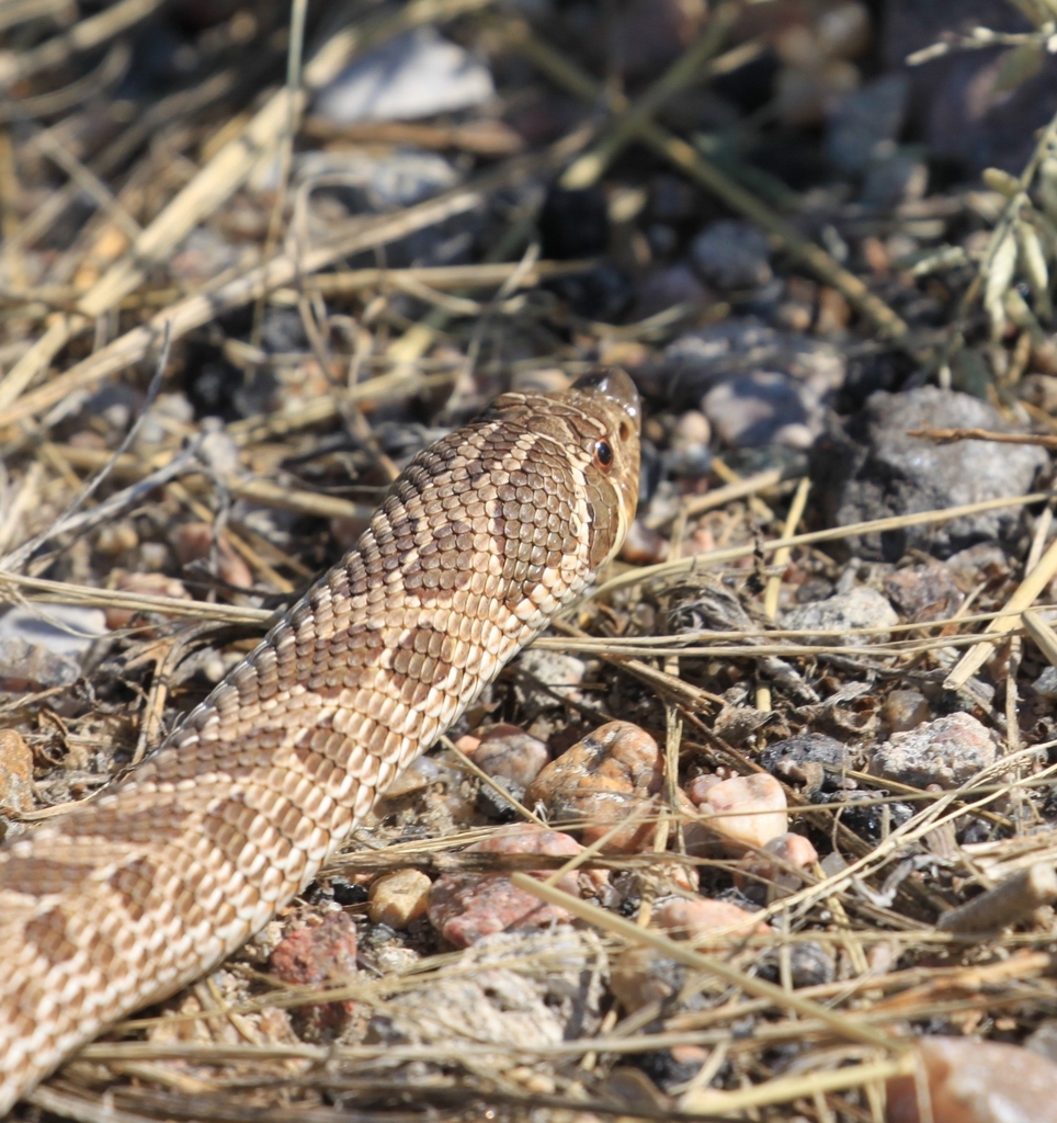 Plains Hognose Snake from Fort Morgan, CO 80701, USA on August 6, 2023 ...