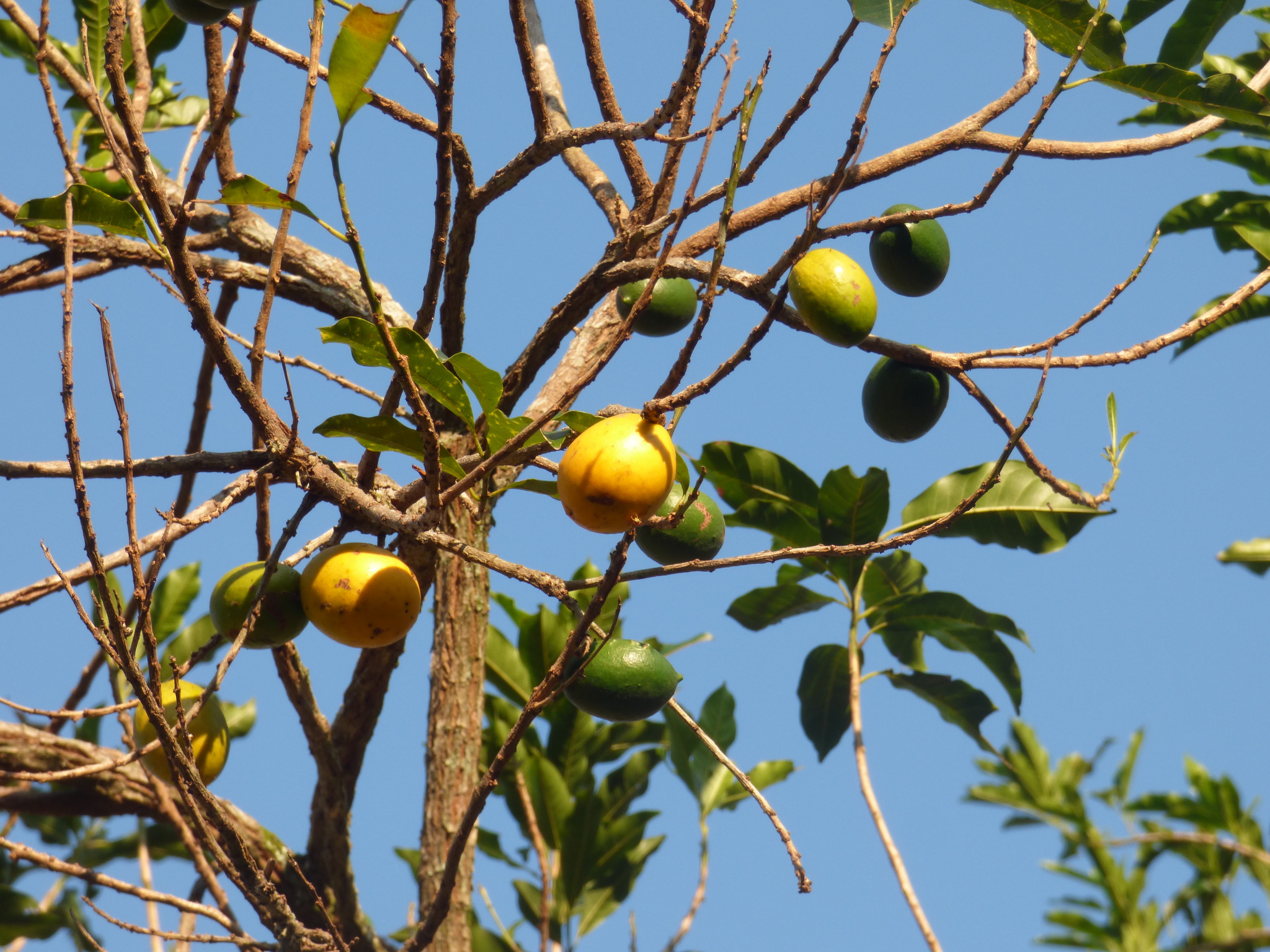 Imagem de Fruta Abil