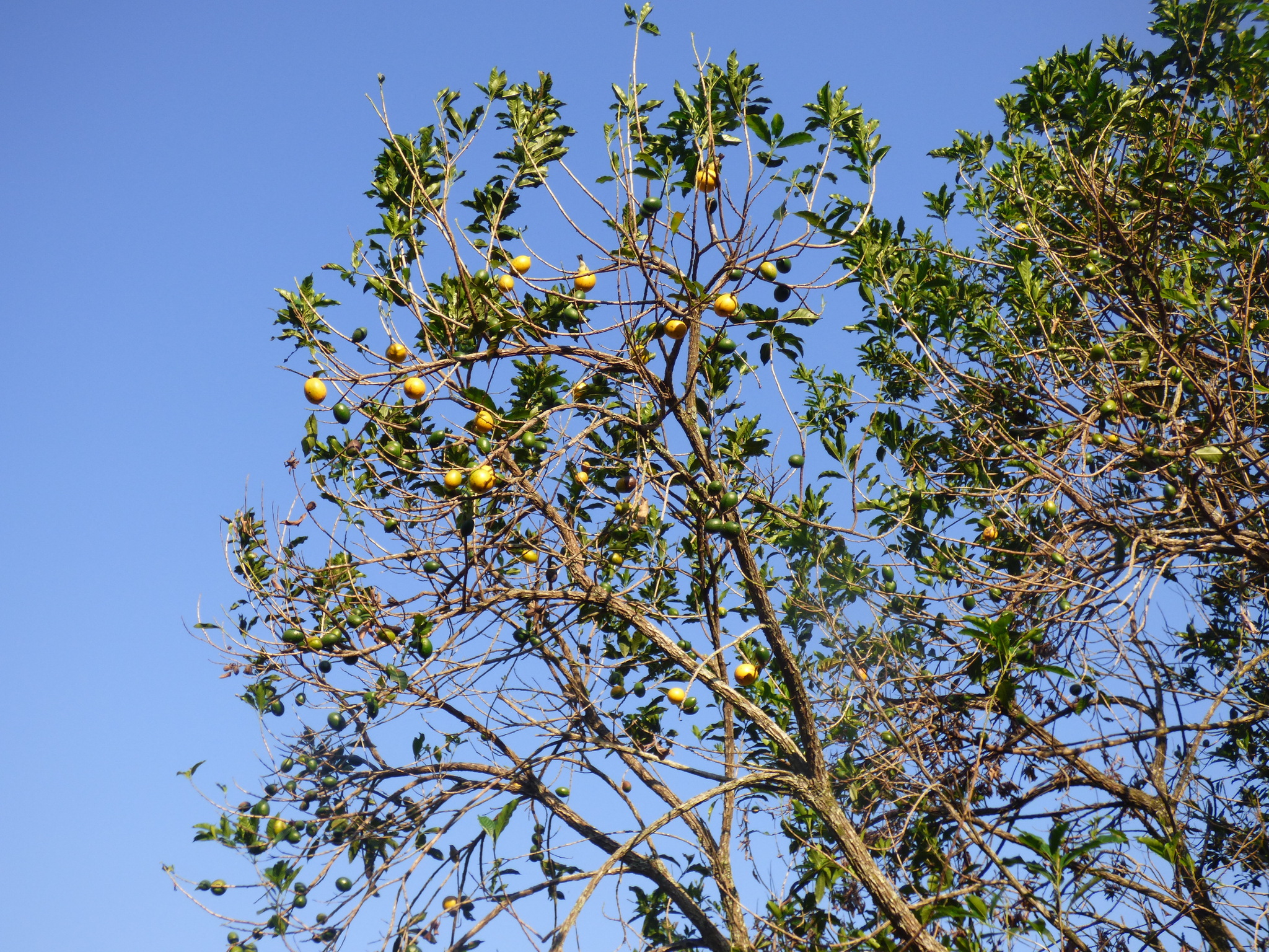 Imagem de Fruta Abil