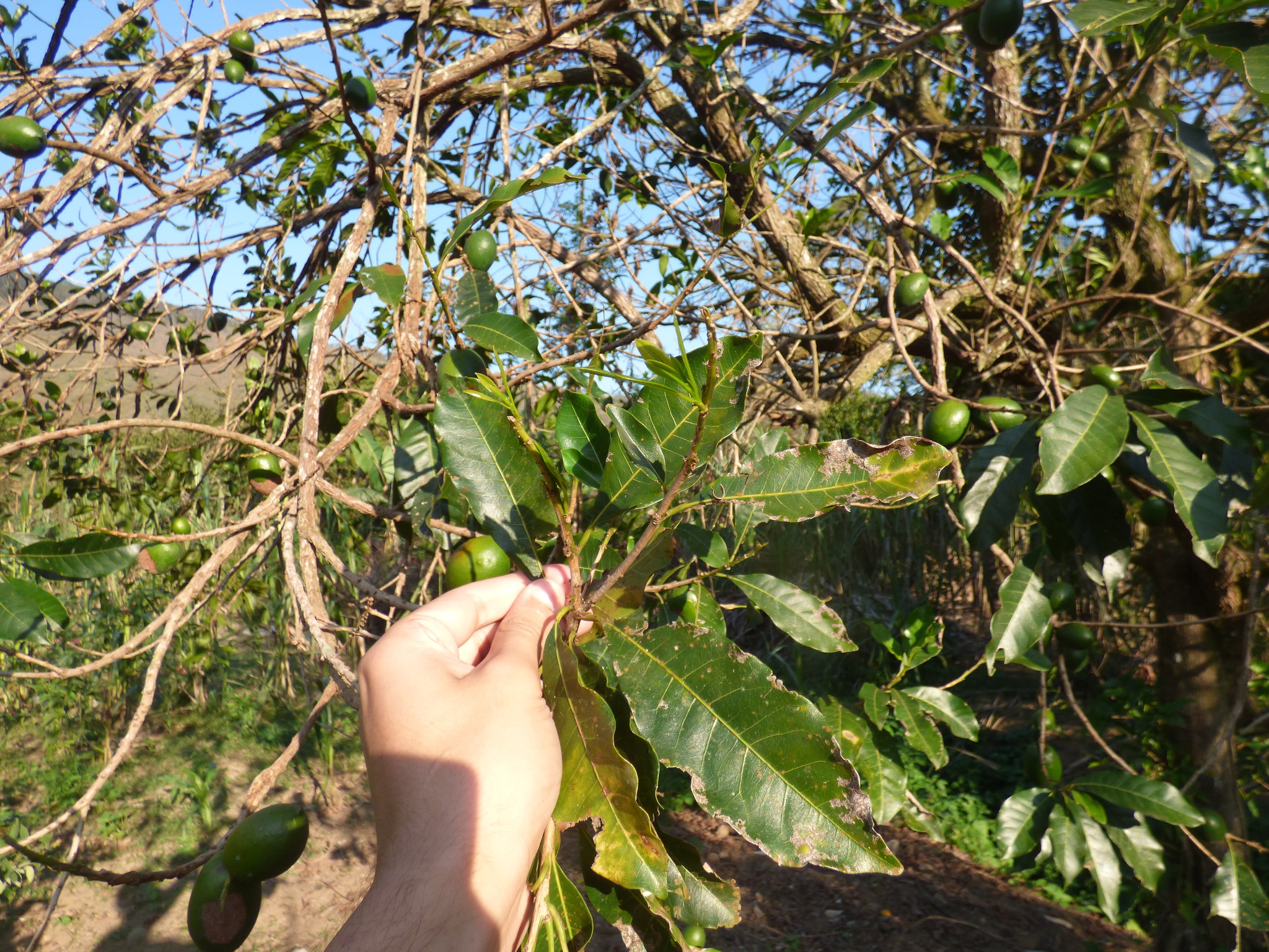 Imagem de Fruta Abil