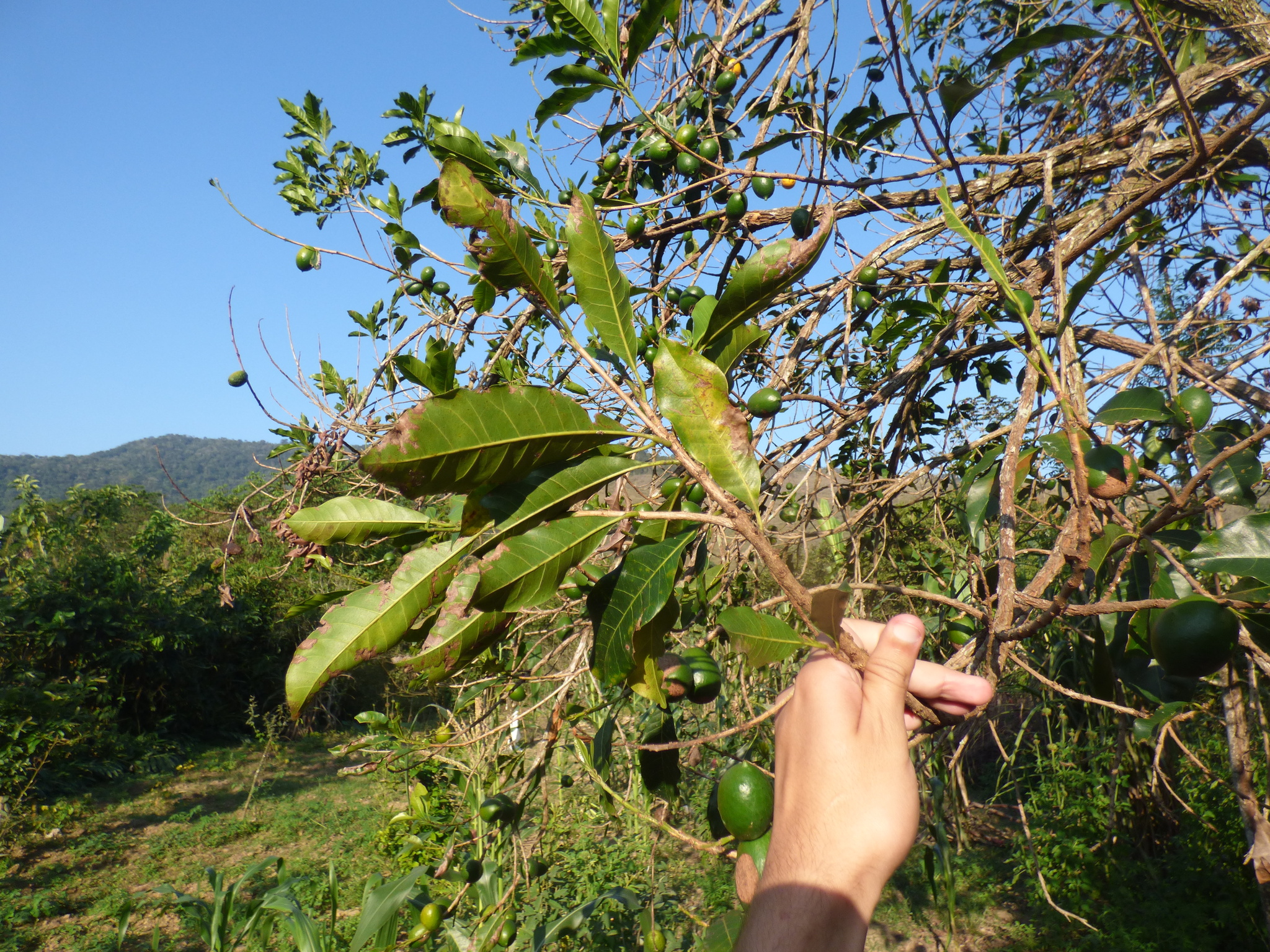 Imagem de Fruta Abil