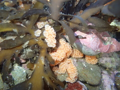 Aplidium benhami