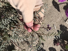 Astragalus insularis harwoodii