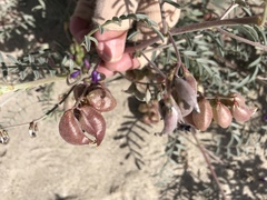 Astragalus insularis harwoodii