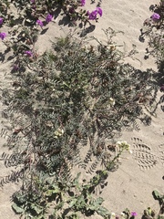 Astragalus insularis harwoodii