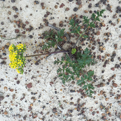 Lomatium parvifolium