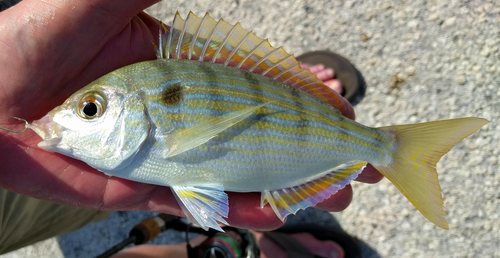 Pinfish