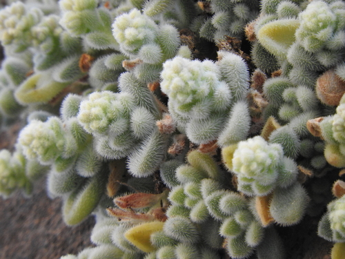 Sedum mocinianum Pérez-Calix
