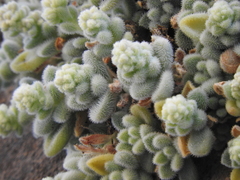 Sedum mocinianum