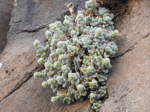 Sedum mocinoanum 2
