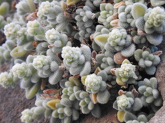 Sedum mocinianum
