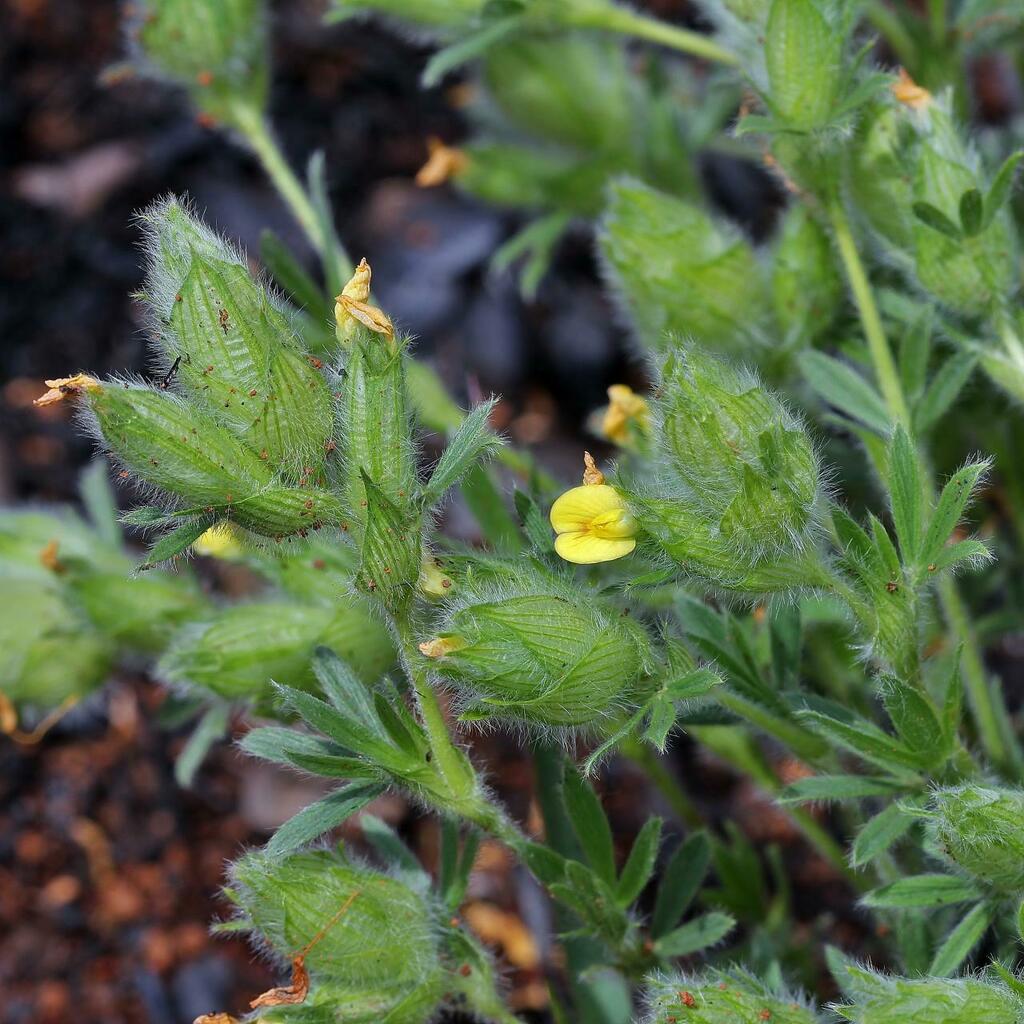 Stylosanthes bracteata