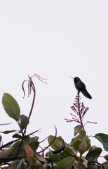 Heliangelus amethysticollis