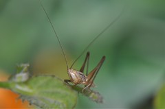 Conocephalus leptopterus