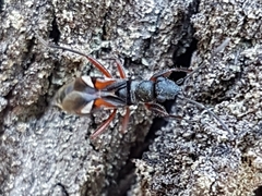 Daerlac cephalotes