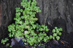 Parietaria floridana