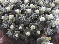 Sedum mocinianum