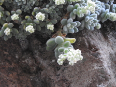 Sedum mocinianum
