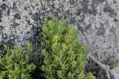 Ericameria watsonii