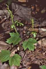 Botrychium angustisegmentum