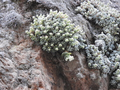 Sedum mocinianum