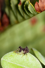 Cyphonia clavigera