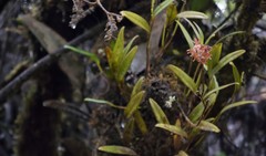 Epidendrum trachysepalum