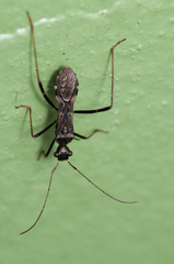 Trachelium tessellatum