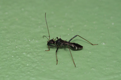 Trachelium tessellatum