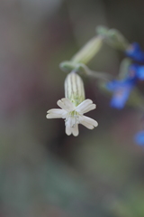 Silene douglasii