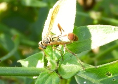 Mischocyttarus mexicanus