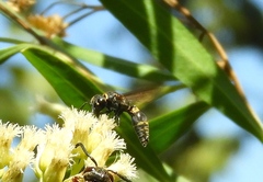 Hypalastoroides