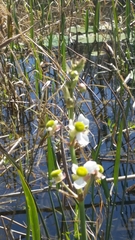 Sagittaria