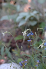 Silene douglasii
