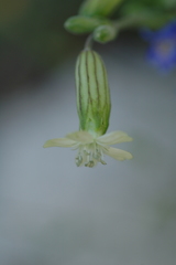 Silene douglasii