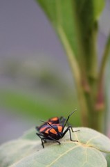 Oncopeltus varicolor varicolor