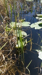 Sagittaria